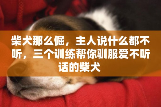 柴犬那么倔，主人說什么都不聽，三個訓練幫你馴服愛不聽話的柴犬 