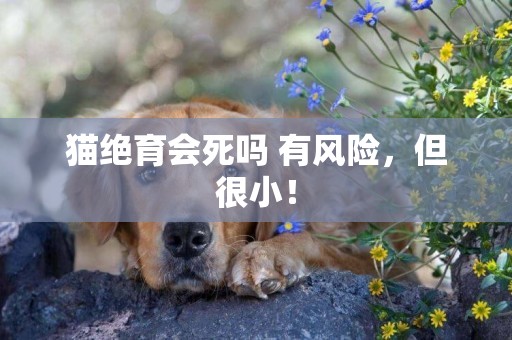 貓絕育會死嗎 有風險，但很小！