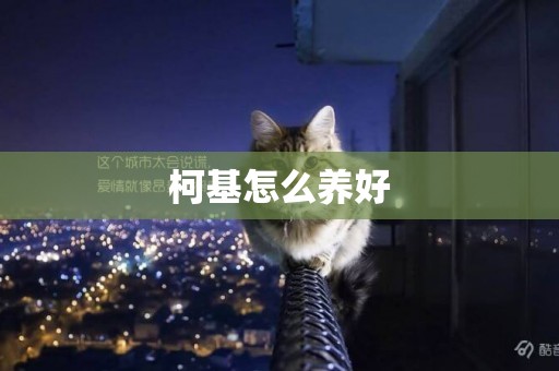 柯基怎么養好