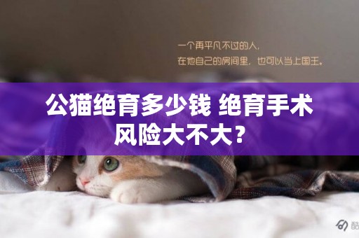 公貓絕育多少錢 絕育手術風險大不大？