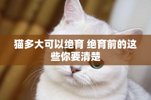 貓多大可以絕育 絕育前的這些你要清楚