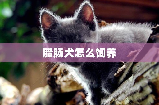 臘腸犬怎么飼養