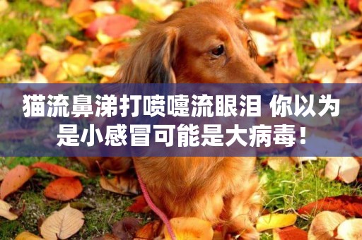 貓流鼻涕打噴嚏流眼淚 你以為是小感冒可能是大病毒！