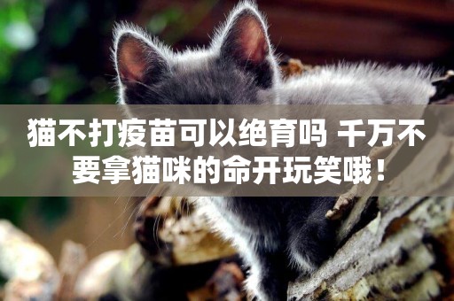 貓不打疫苗可以絕育嗎 千萬不要拿貓咪的命開玩笑哦！