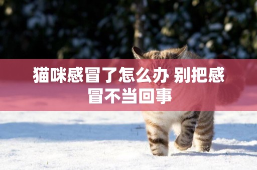 貓咪感冒了怎么辦 別把感冒不當回事