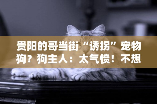 貴陽的哥當街“誘拐”寵物狗？狗主人：太氣憤！不想賠償，只想找到它 