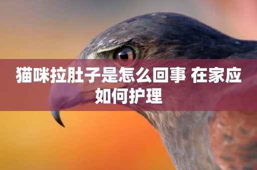 貓咪拉肚子是怎么回事 在家應如何護理