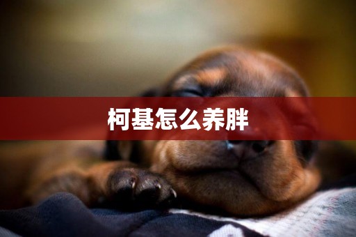 柯基怎么養胖