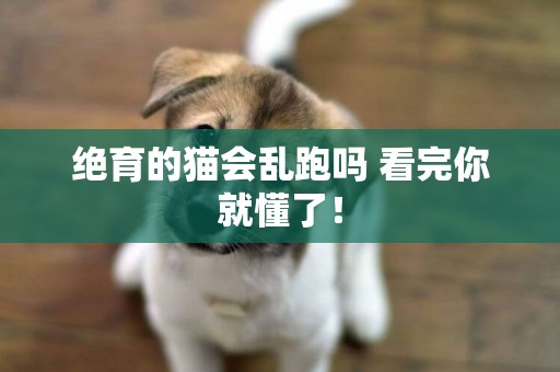 絕育的貓會亂跑嗎 看完你就懂了！