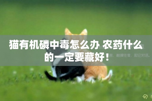 貓有機磷中毒怎么辦 農藥什么的一定要藏好！