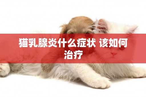 貓乳腺炎什么癥狀 該如何治療