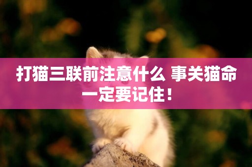 打貓三聯前注意什么 事關貓命一定要記住！
