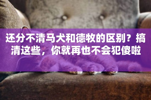 還分不清馬犬和德牧的區別？搞清這些，你就再也不會犯傻啦 