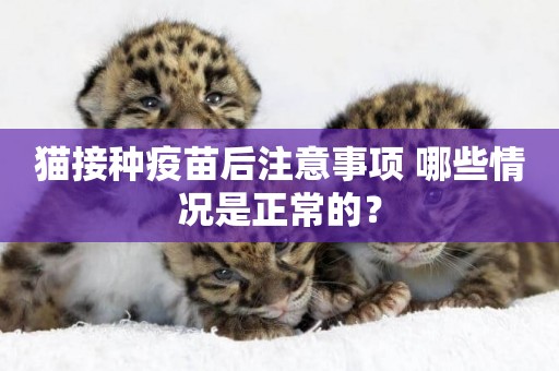 貓接種疫苗后注意事項 哪些情況是正常的？