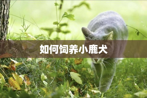 如何飼養小鹿犬