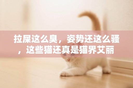 拉屎這么臭，姿勢還這么騷，這些貓還真是貓界艾麗 