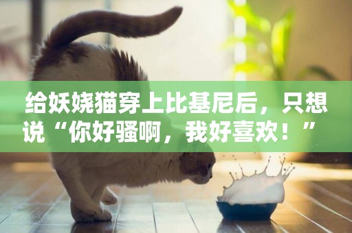 給妖嬈貓穿上比基尼后，只想說“你好騷啊，我好喜歡！” 
