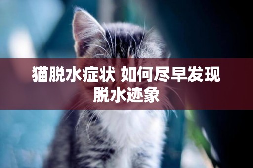 貓脫水癥狀 如何盡早發現脫水跡象