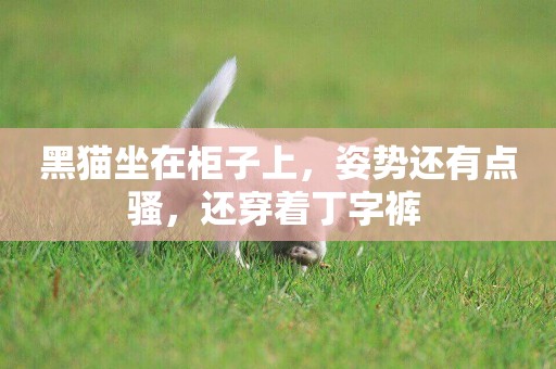 黑貓坐在柜子上，姿勢還有點騷，還穿著丁字褲 