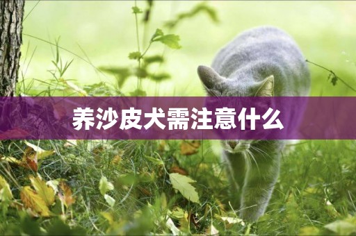 養沙皮犬需注意什么