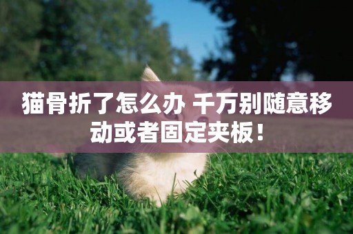 貓骨折了怎么辦 千萬別隨意移動或者固定夾板！