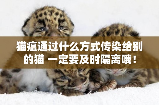 貓瘟通過什么方式傳染給別的貓 一定要及時隔離哦！