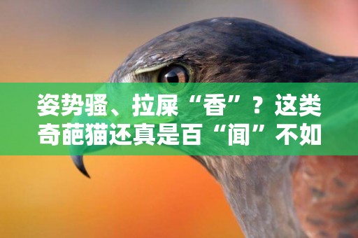 姿勢騷、拉屎“香”？這類奇葩貓還真是百“聞”不如一見 