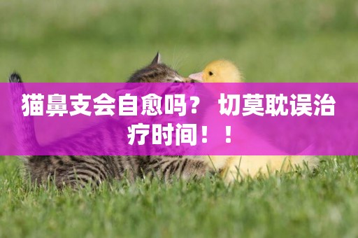 貓鼻支會自愈嗎？ 切莫耽誤治療時間！！