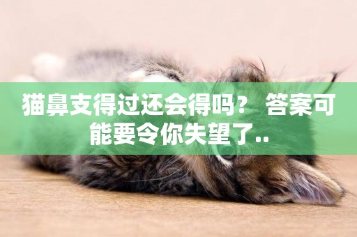 貓鼻支得過還會得嗎？ 答案可能要令你失望了..