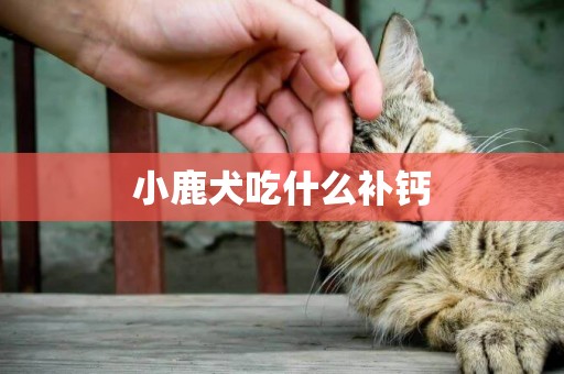 小鹿犬吃什么補鈣