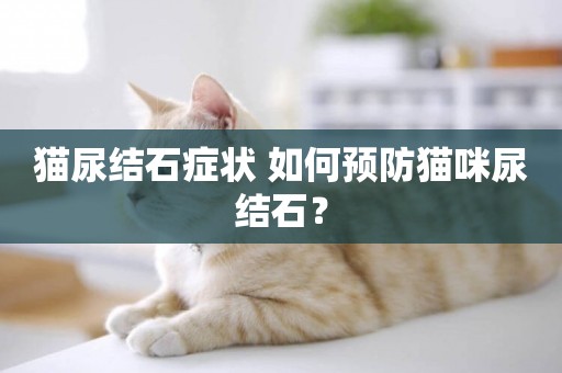 貓尿結石癥狀 如何預防貓咪尿結石？