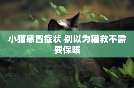 小貓感冒癥狀 別以為貓救不需要保暖