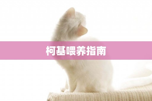柯基喂養指南