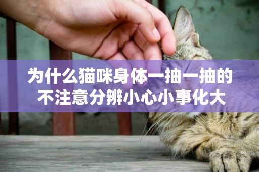 為什么貓咪身體一抽一抽的 不注意分辨小心小事化大