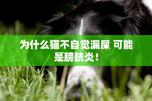 為什么貓不自覺漏屎 可能是膀胱炎! 為什么貓不自覺漏屎 可能是膀胱炎!
