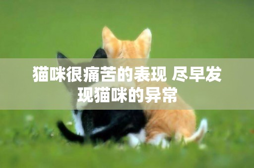 貓咪很痛苦的表現 盡早發現貓咪的異常