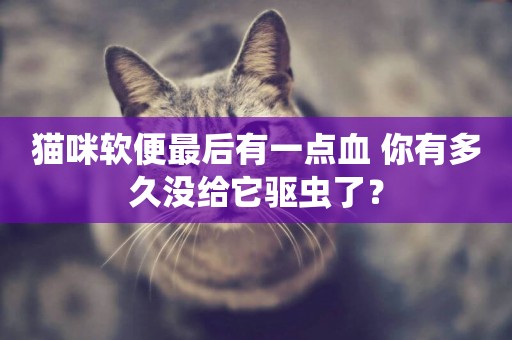 貓咪軟便最后有一點血 你有多久沒給它驅蟲了？