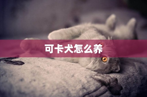 可卡犬怎么養