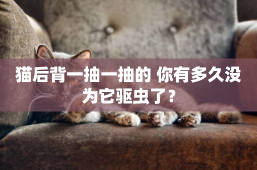 貓后背一抽一抽的 你有多久沒為它驅蟲了？