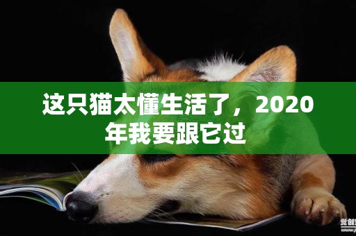 這只貓太懂生活了，2020年我要跟它過 