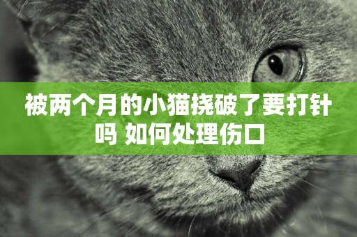 被兩個月的小貓撓破了要打針嗎 如何處理傷口