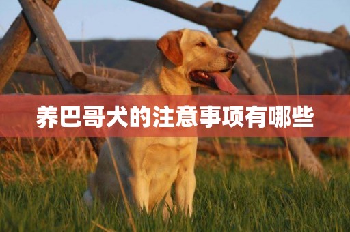 養巴哥犬的注意事項有哪些