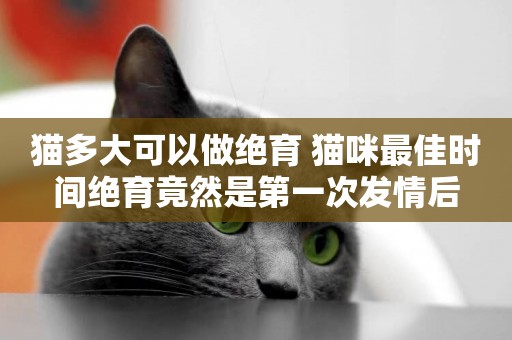 貓多大可以做絕育 貓咪最佳時間絕育竟然是第一次發情后