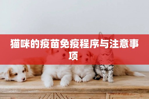 貓咪的疫苗免疫程序與注意事項 