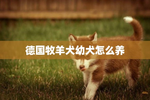 德國牧羊犬幼犬怎么養