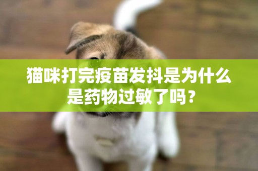 貓咪打完疫苗發抖是為什么 是藥物過敏了嗎？