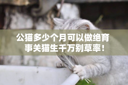公貓多少個月可以做絕育 事關貓生千萬別草率！