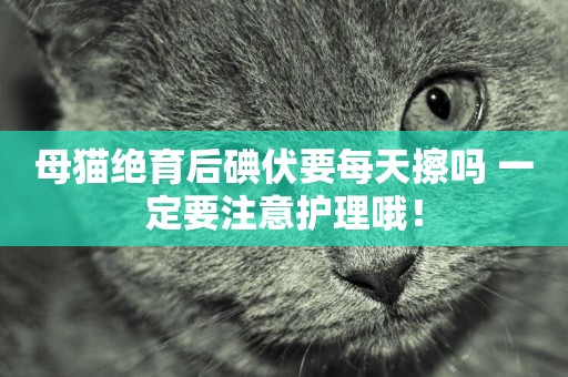 母貓絕育后碘伏要每天擦嗎 一定要注意護理哦! 母貓絕育后碘伏要每天擦嗎 一定要注意護理哦!
