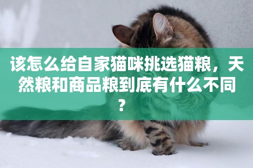 該怎么給自家貓咪挑選貓糧，天然糧和商品糧到底有什么不同？ 