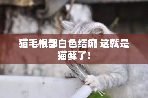 貓毛根部白色結痂 這就是貓蘚了！